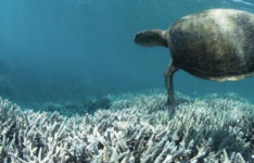通过博弈论测试针对珊瑚礁管理衰退的碳交易解决方案