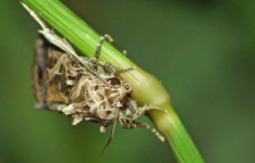 雌性性信息素在农作物害虫中的惊人作用指出了新的生物防治可能性