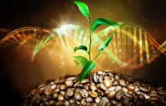 新测序的基因组揭示了咖啡的史前起源故事及其在气候变化下的未来