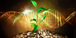 新测序的基因组揭示了咖啡的史前起源故事及其在气候变化下的未来