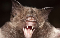 相同物种不同大小岛屿蝙蝠的罕见进化行为