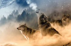 重新引入的灰狼在科罗拉多州拉里默县被发现死亡