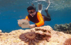 有针对性地扑杀海星有助于大堡礁维持或增加覆盖范围