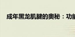 成年黑龙肌腱的奥秘：功能与重要性探索